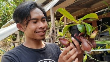 Budi Daya Tanaman Pemakan Serangga, Begini Tantangannya