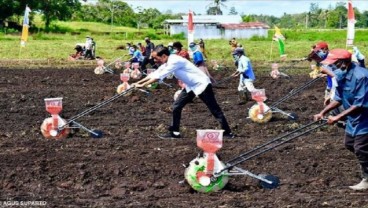 Jokowi Tanam Benih Jagung di Papua Barat