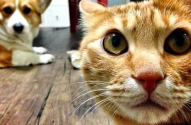 Manakah yang Lebih Cerdas, Kucing atau Anjing?