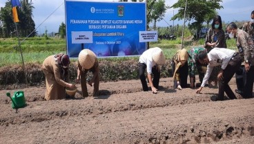 Petani Bawang Merah di Bayan Lombok Utara Beralih ke Sistem Organik