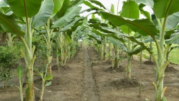 Kementan Siapkan Ribuan Benih Pisang untuk Papua Barat 