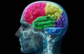 Tips Mengendalikan Amygdala Hijacking, Pembajak di Otak Anda