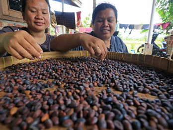 Produksi Kecap Mangrove di Indramayu