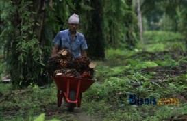 Realisasi Peremajaan Sawit Sumbar Hanya 6,7 Persen