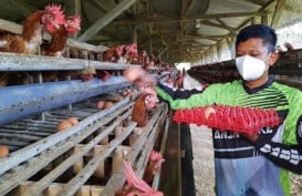 Harga Telur Anjlok, Peternak Ayam di Purwakarta Dirundung Galau