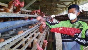 Harga Telur Anjlok, Peternak Ayam di Purwakarta Dirundung Galau