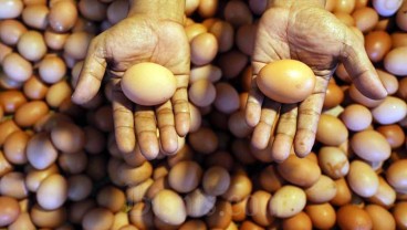 Harga Telur Anjlok, Peternak Dorong Menko Airlangga Bentuk Industri Telur Olahan