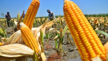 Produktivitas Petani dan Harga Jagung di Magelang Naik