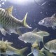 Ikan Dewa Telaga Sarangan, Ini Mitos dan Faktanya