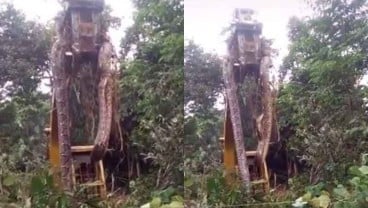 Viral Ular Piton Raksasa Ditemukan di Hutan, Badannya Sepanjang Excavator