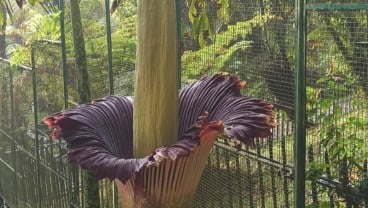 Bunga Bangkai di Kebun Raya Cibodas Mekar Lagi, Ini Penampakannya