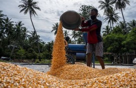 Puncak Panen Berlalu, Ekonom Perkirakan Bulog Kesulitan Serap Jagung Lokal