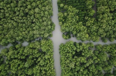Luncurkan Peta Mangrove Nasional, Menko Luhut: Ini Jadi Basis Data Aksi Rehabilitasi 