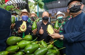 Konsep Urban Farming di Kota Bandung Harus Terus Dikembangkan