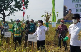 Defisit Kedelai di Jatim Diproyeksikan Mencapai 241.144 Ton