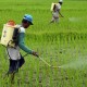 Petani Subang Tak Galau Lagi dengan Serangan Hama Wereng, Ini Sebabnya