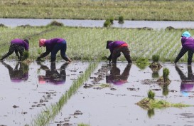 Inovasi Petani Padi di Kediri Terbukti Meningkatkan Produksi