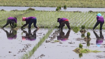 Inovasi Petani Padi di Kediri Terbukti Meningkatkan Produksi