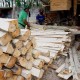 PERHUTANI JAWA TIMUR  : Penjualan Log Kayu Meningkat