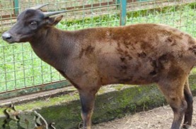7 Hewan Langka di Indonesia, Sudah Pernah Lihat?