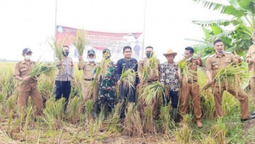 26 Tahun Selalu Gagal Panen, Kini 300 Hektare Sawah di Indramayu Panen Serentak