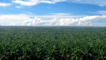   EMITEN PERKEBUNAN SAWIT    : Laba SGRO Makin Tebal