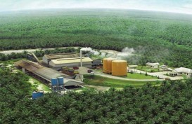 Ikuti Pelemahan Harga CPO, Saham Emiten Perkebunan Merah