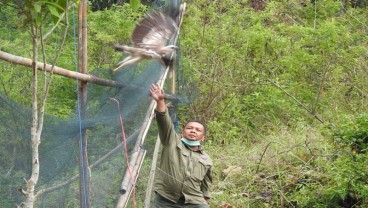 4 Ekor Elang dan 3 Kucing Hutan Dilepasliarkan ke Taman Nasional Gunung Ciremai