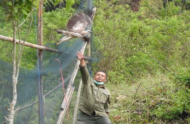 4 Ekor Elang dan 3 Kucing Hutan Dilepasliarkan ke Taman Nasional Gunung Ciremai