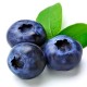 Studi : Jus Blueberry dapat Kurangi Risiko Kanker Kulit