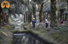 Nusantara Sawit Sejahtera Kejar Target IPO di BEI pada 2021