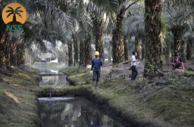 Nusantara Sawit Sejahtera Kejar Target IPO di BEI pada 2021
