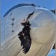Ditabrak Burung Nasar di Madrid, Badan Pesawat Airbus Iberia Robek di Bagian Depan
