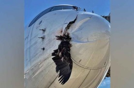 Ditabrak Burung Nasar di Madrid, Badan Pesawat Airbus…