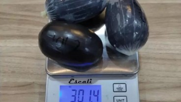 Bawa 301,4 Gram Sabu dalam Dubur, Bea Cukai Batam Amankan Penumpang Tujuan Surabaya-Lombok