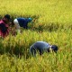 Hasil Panen Petani Subang Meningkat 40 Persen Setelah Ikut Program Makmur