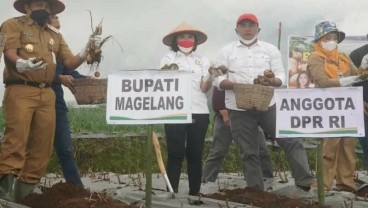 Sentra Pembibitan Kentang Dikembangkan di Magelang