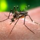 Keren! Peneliti Indonesia Sukses Membiakkan Nyamuk 'Baik' untuk Perangi Demam Berdarah