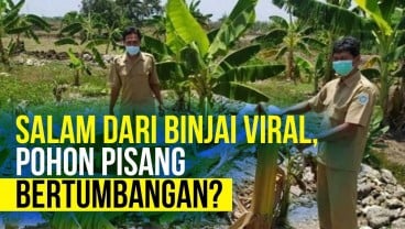 Viral Salam dari Binjai, Apa Itu?