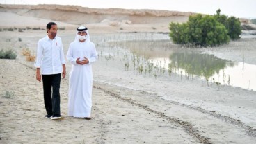 Momen Presiden Jokowi Tanam Mangrove di Abu Dhabi