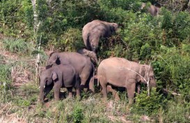 25 Gajah Mati di Aceh Timur, Mayoritas Dijerat dan Diracun