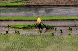 Tangerang Menangkarkan Benih Padi di Lahan 8 Hektare