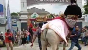 Sapi yang Ditunggapi Anak Bupati Sleman Mengamuk saat Kirab, Korban Terpental ke Jalan