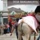 Sapi yang Ditunggapi Anak Bupati Sleman Mengamuk saat Kirab, Korban Terpental ke Jalan