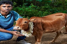 10 Hewan yang Masuk dalam Rekor Dunia