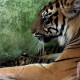 Harimau Sumatera Masuk Perkebunan Warga, BKSDA Aceh Minta Warga Waspada