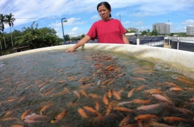 Menjaring Cuan dari Nila Bioflok, Ini Potret Usaha Kota Malang