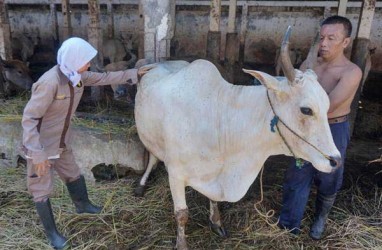 Kebutuhan Juru Sembelih Hewan Bersertifikat Halal di Jateng Tinggi