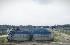Investasi Bodong Ikan Lele di Jambi, Begini Perkembangannya