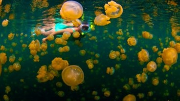 Berbentuk Seperti Pembuka Botol, Pulau Kakaban di Kalimantan Timur Ini Penuh Keunikan